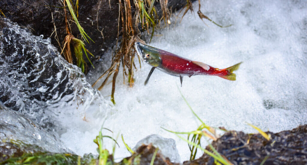 Kokanee Salmon spawning at Taylor Creek