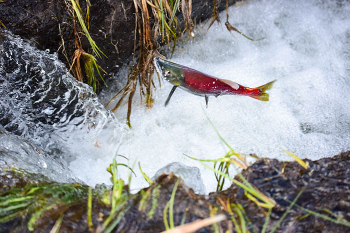 Kokanee Salmon Spawning at Taylor Creek Lake Tahoe