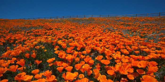 Antelope Valley California Poppy Reserve