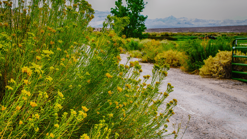 Caliente, NV